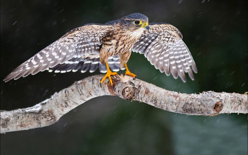 Falcon on a snowy branch