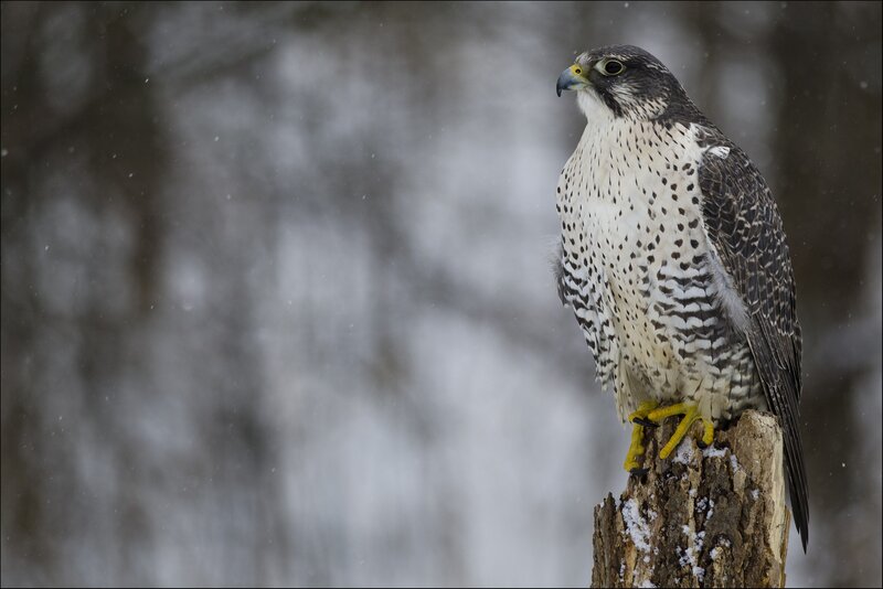 Falcon on a Stump