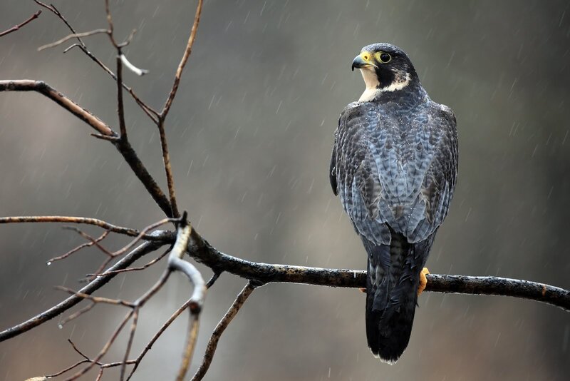 Falcon on Branch — Gray