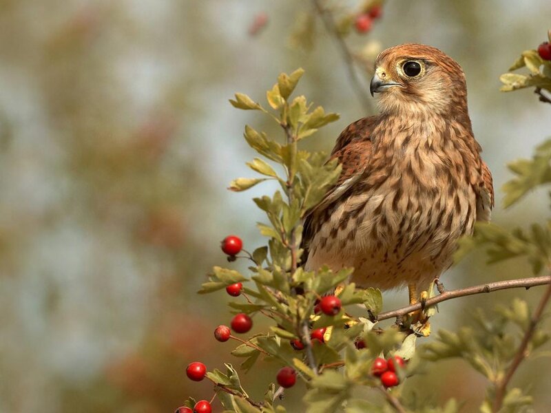 Falcon on Branch