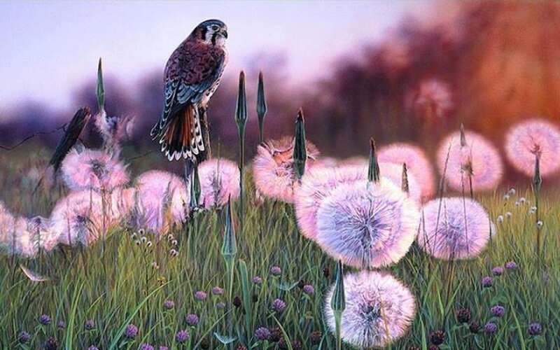 Falcon on Dandelion