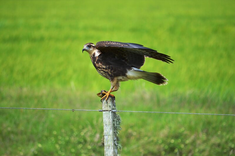 Falcon on Fence Post
