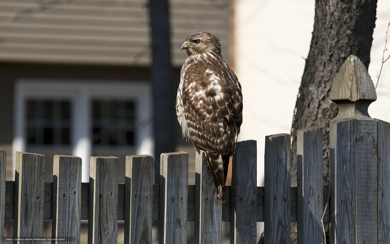 Falcon on Fence