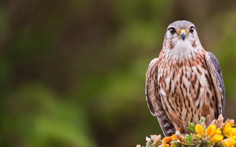 Falcon on Flowers