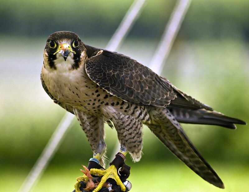 Falcon on Glove