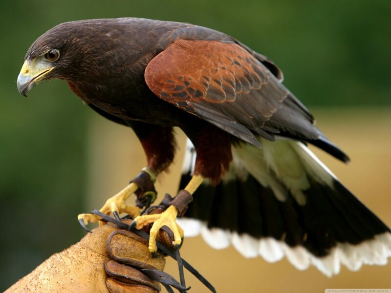 Falcon on Gloved Hand — Brown