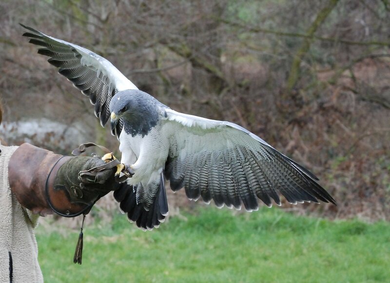 Falcon on Gloved Hand — Green