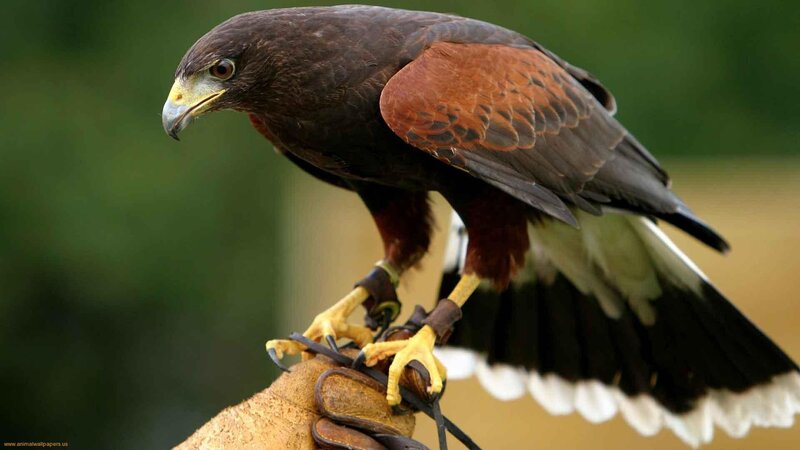 Falcon on Gloved Hand