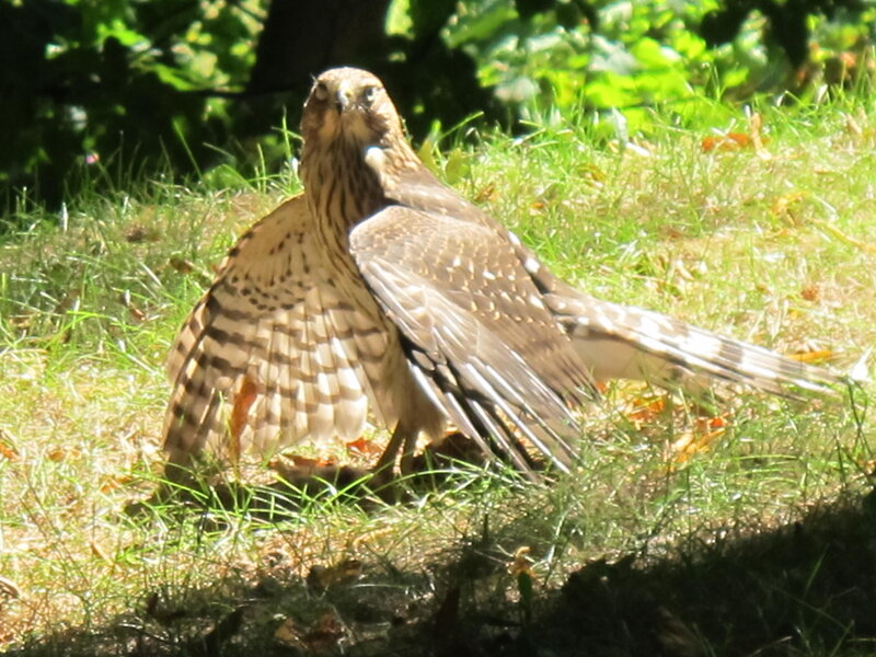 Falcon on Grass