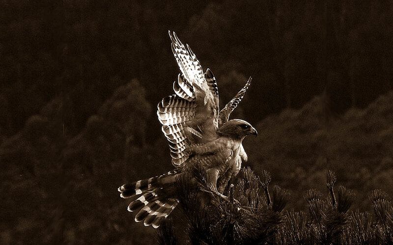 Falcon on Pine Branch