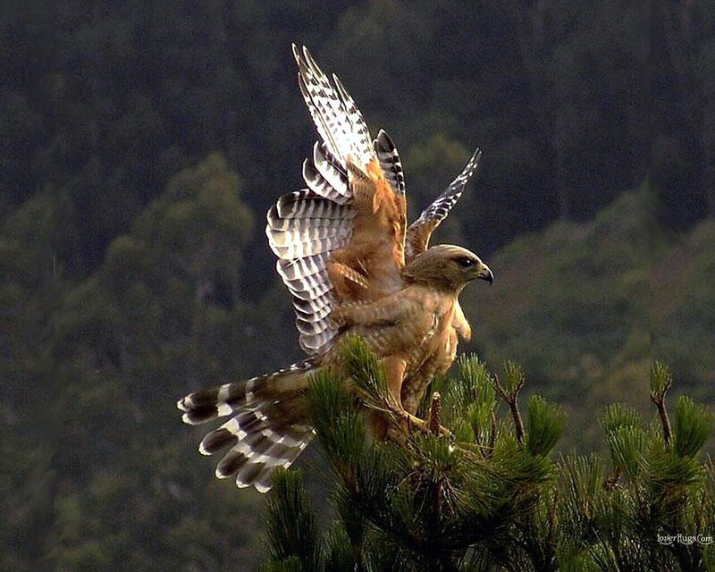 Falcon on Pine Tree