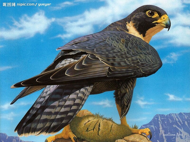 Falcon on Rock — Blue