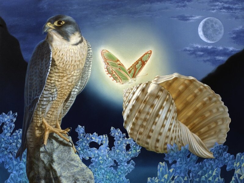 Falcon on Rock