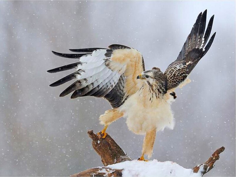 Falcon on Snowy Branch — White