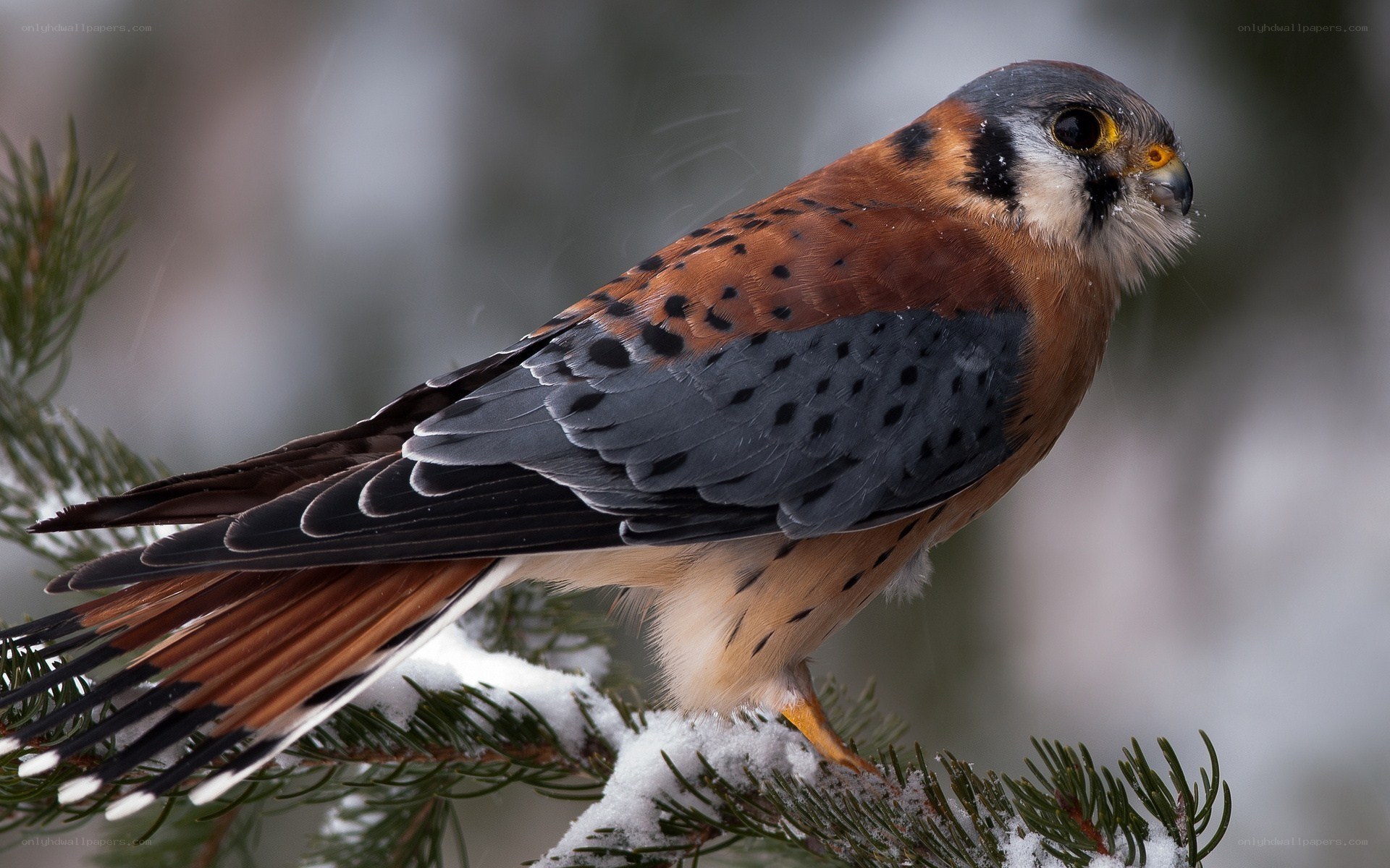 falcon on snowy branch