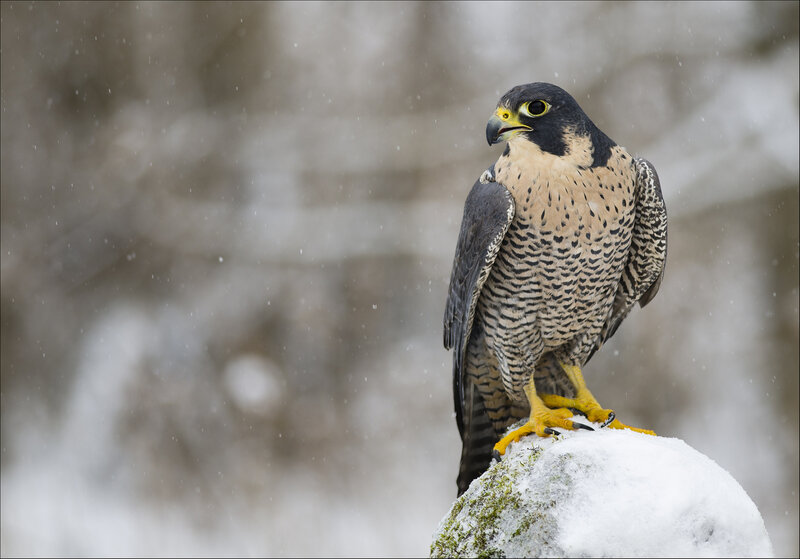 Falcon on Snowy Rock