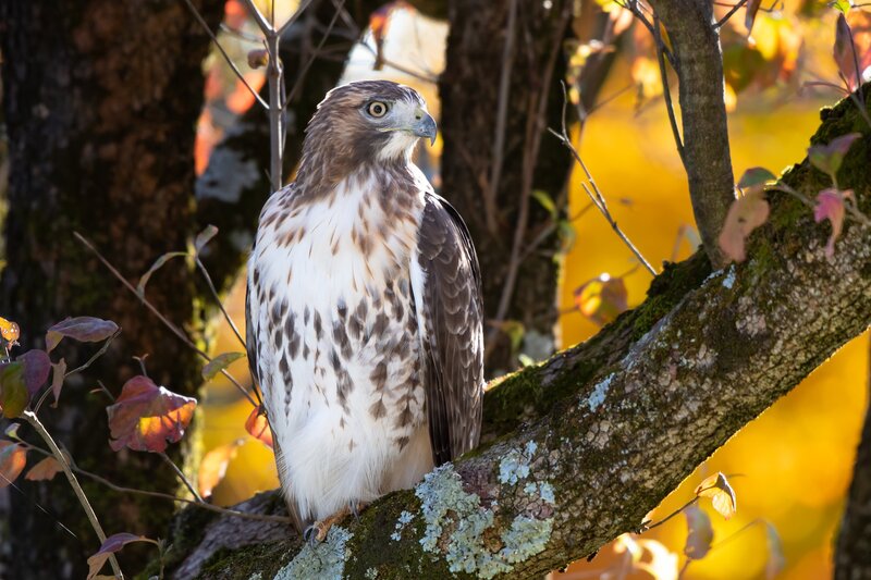 Falcon on Tree Branch — Brown, Calm