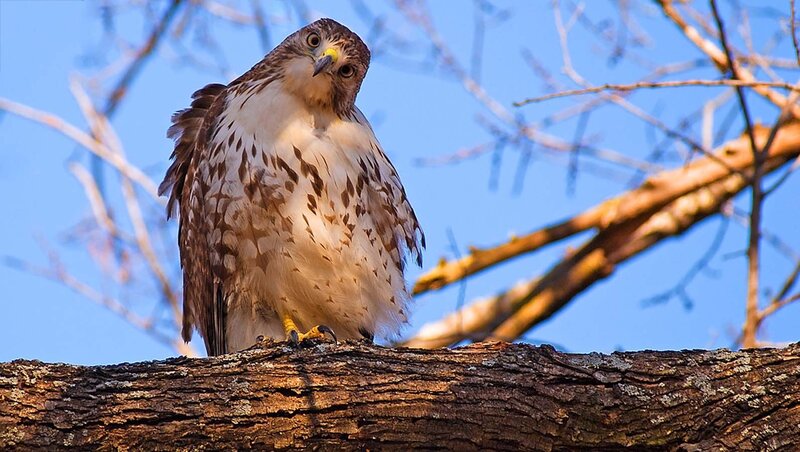 Falcon on Tree Branch — Brown