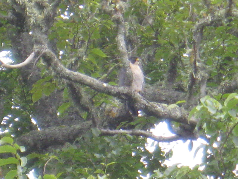 Falcon on Tree Branch — Green, Natural