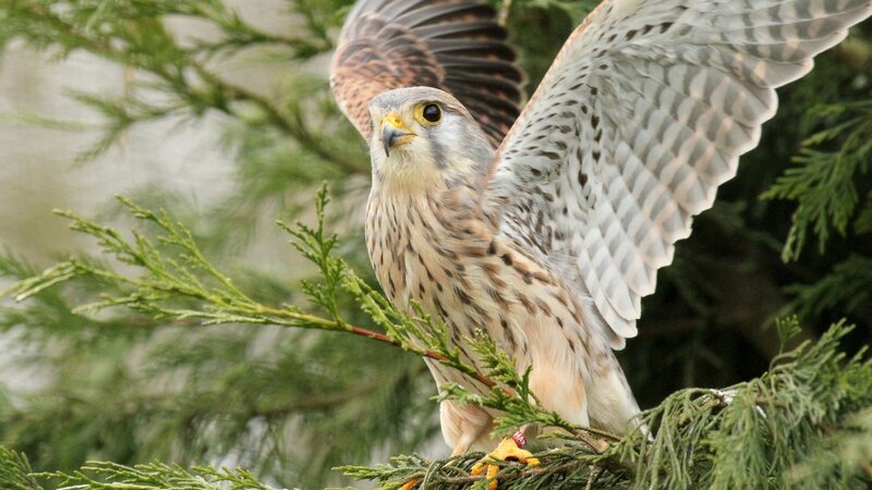 Falcon on Tree Branch — Green
