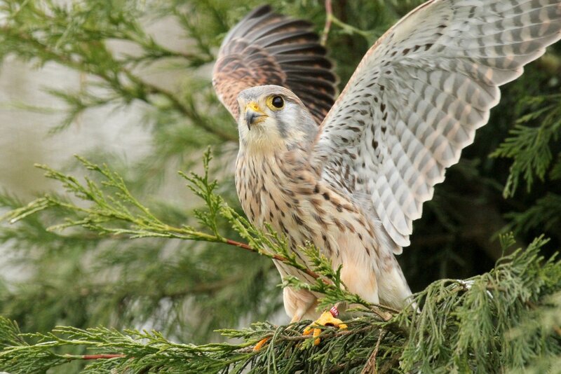 Falcon on Tree Branch