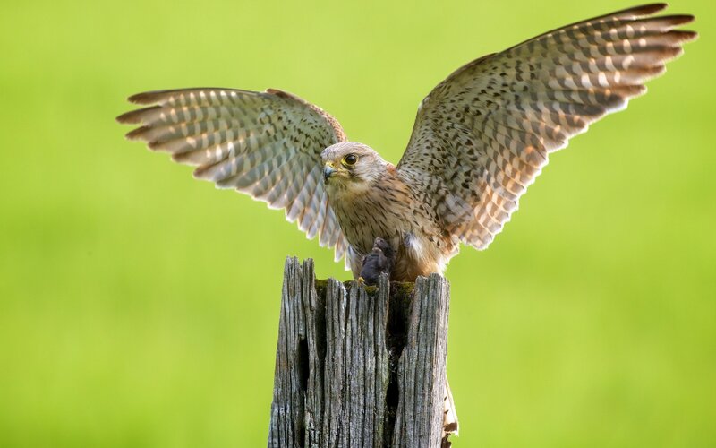 Falcon on Wooden Post