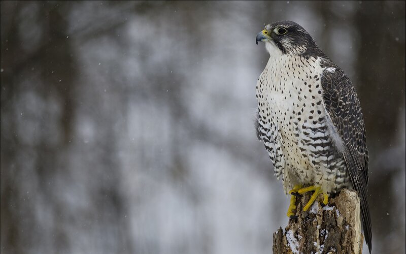 falcon perched in snow