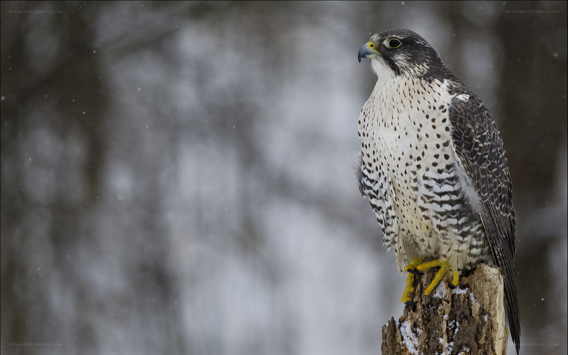 falcon perched in snow