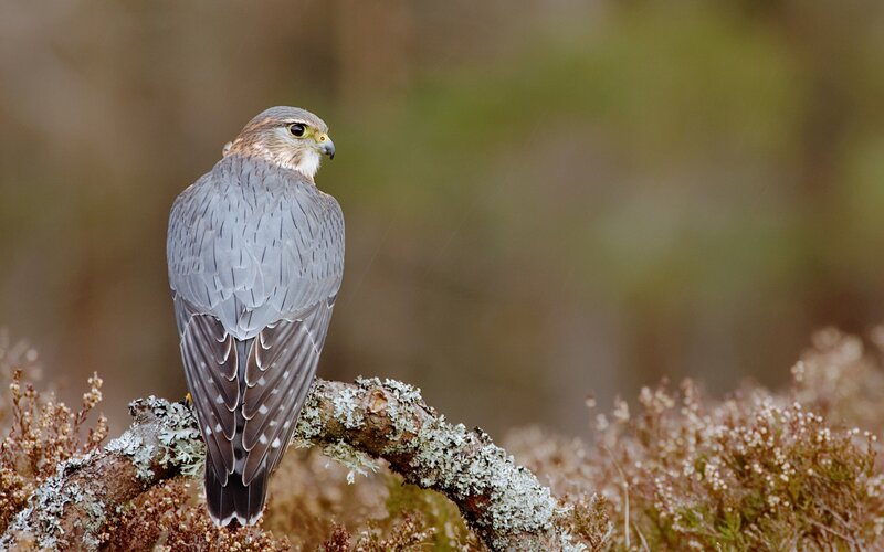 falcon perched on a branch