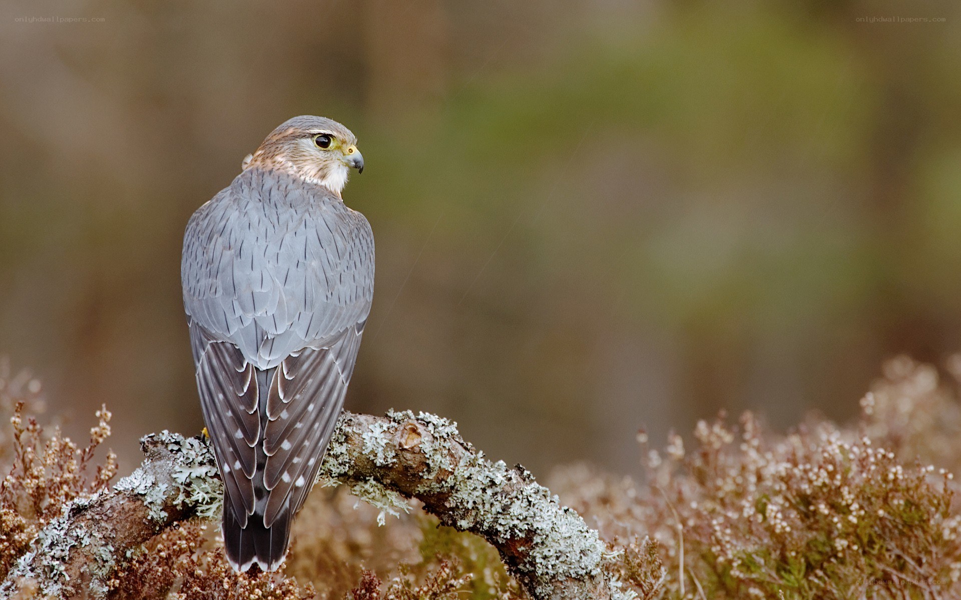 falcon perched on a branch