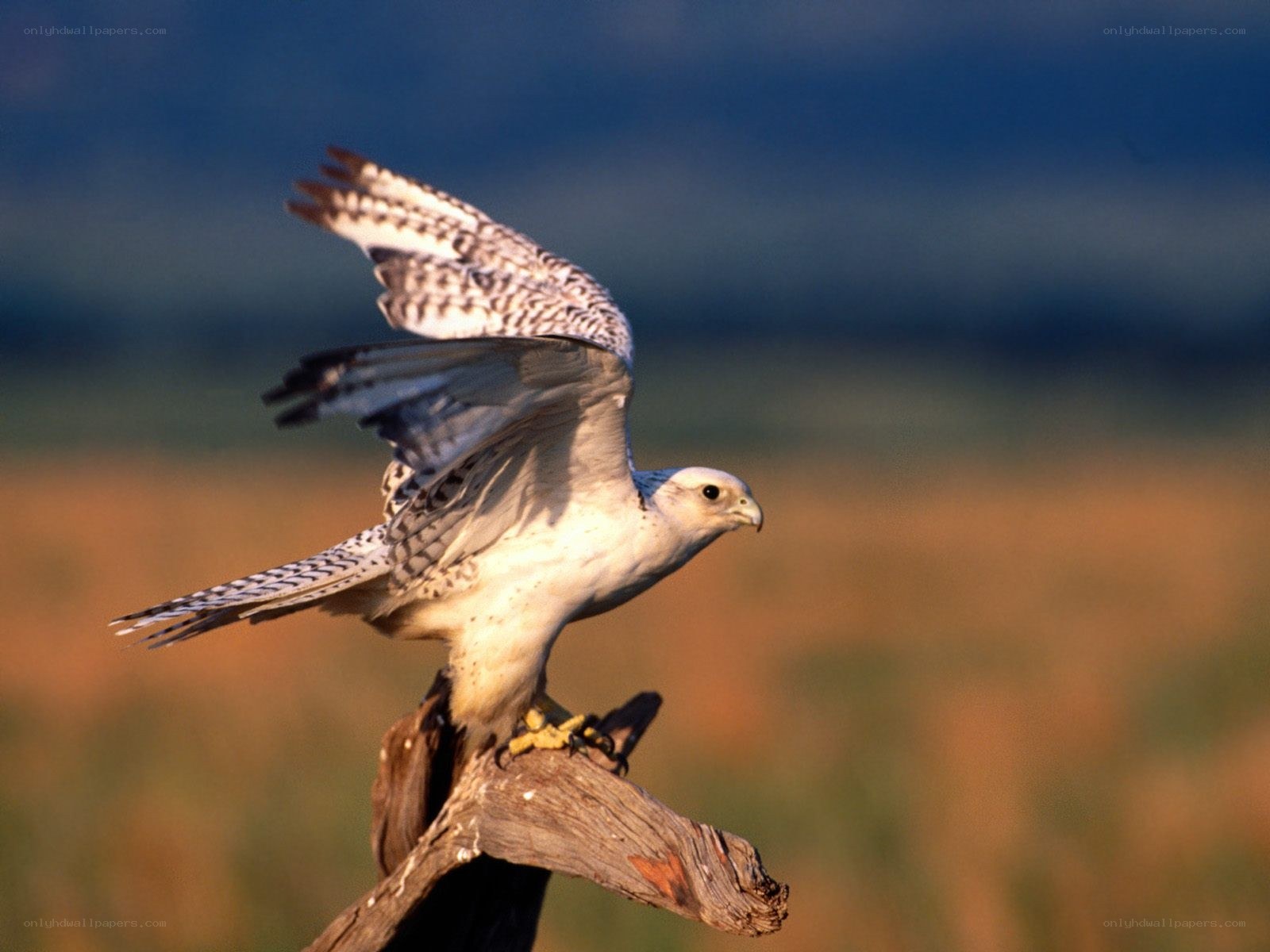 falcon perched on a branch