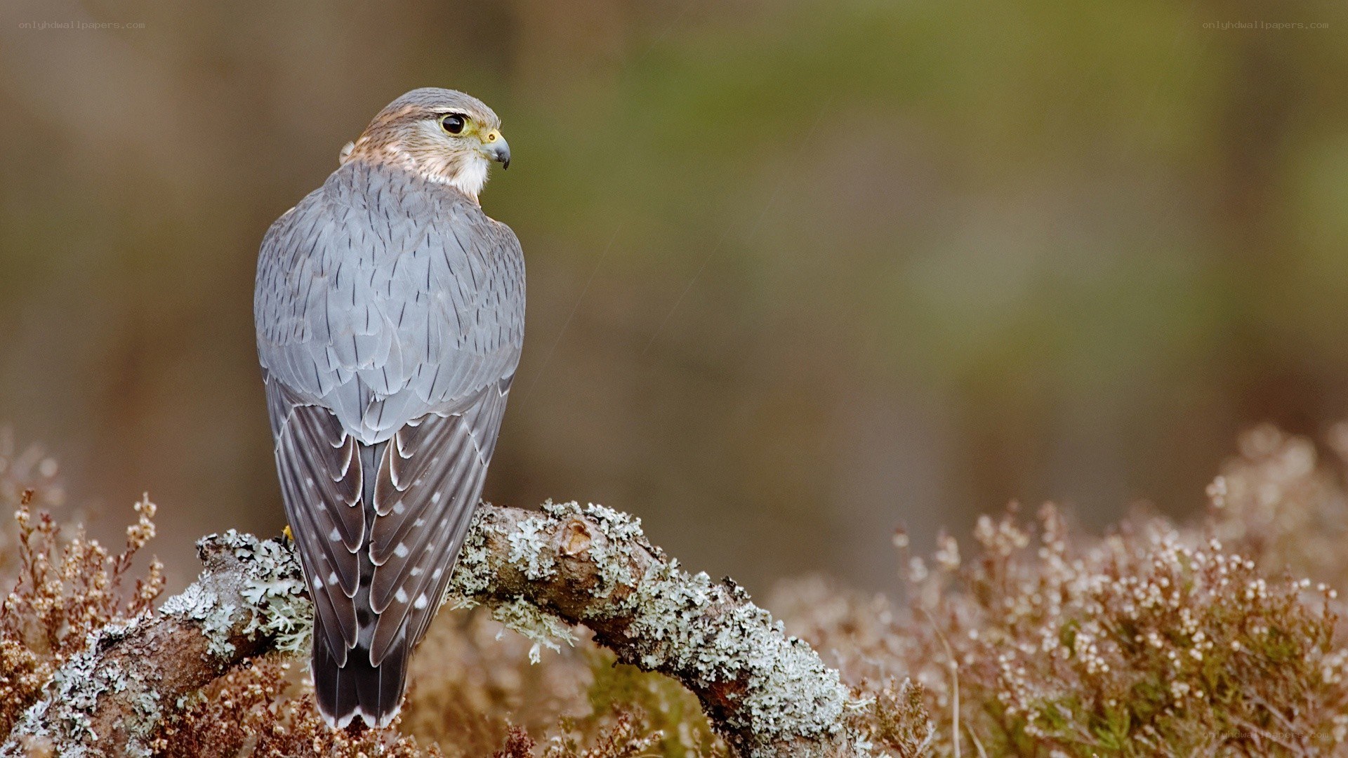 falcon perched on a branch