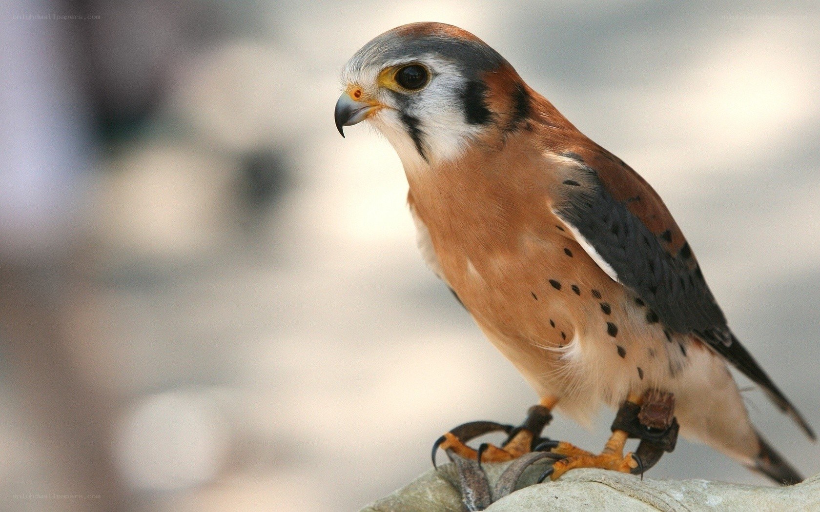 falcon perched on a branch
