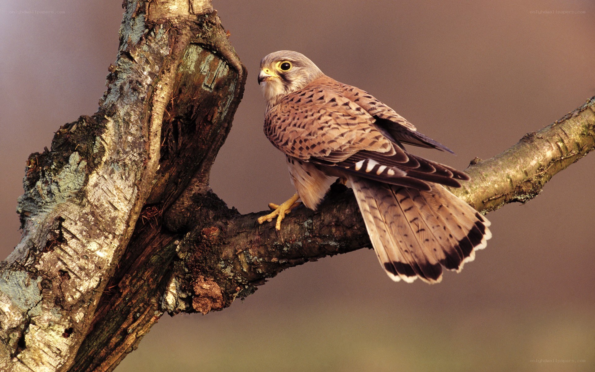falcon perched on a branch