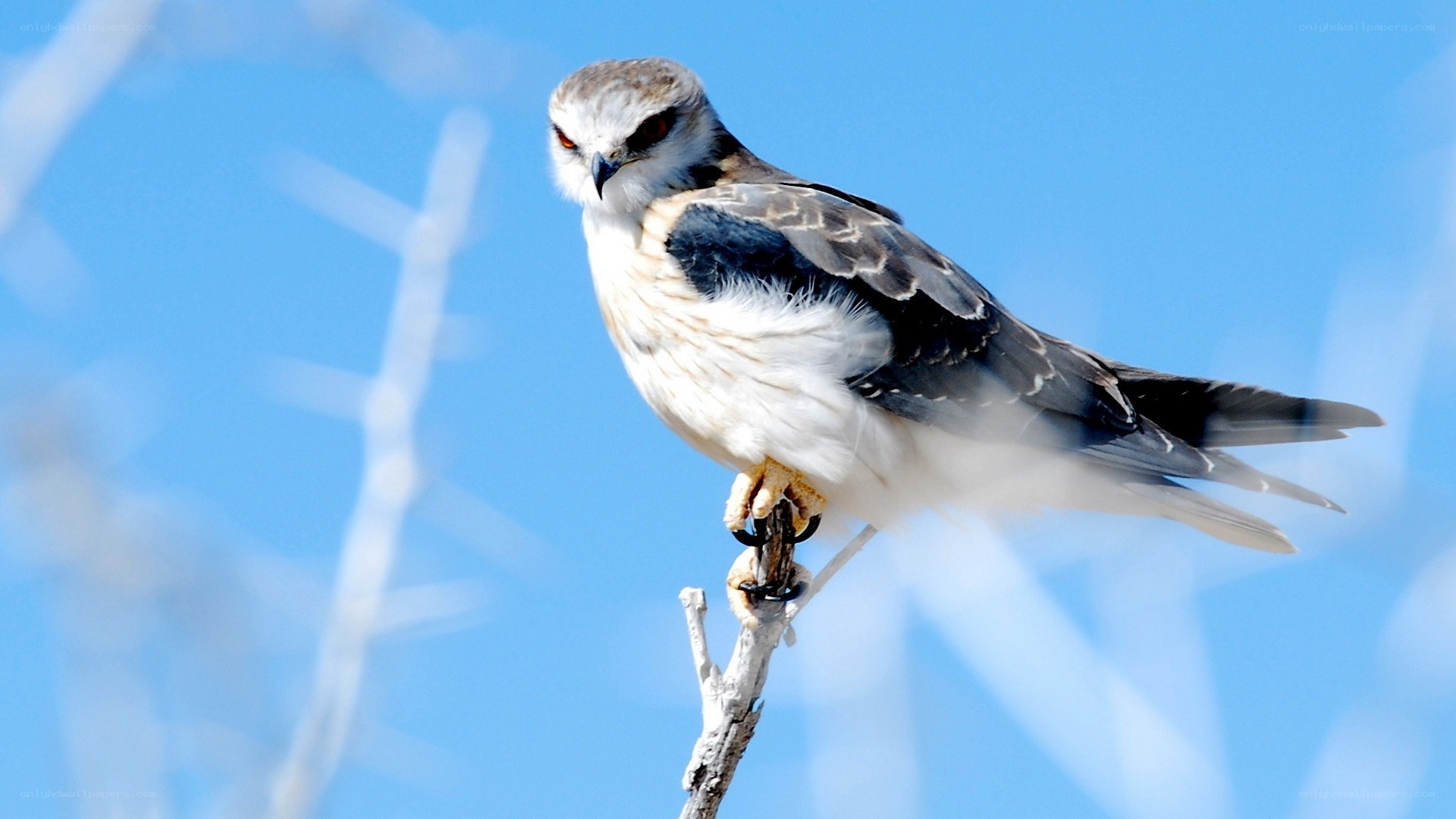 Falcon perched on a branch