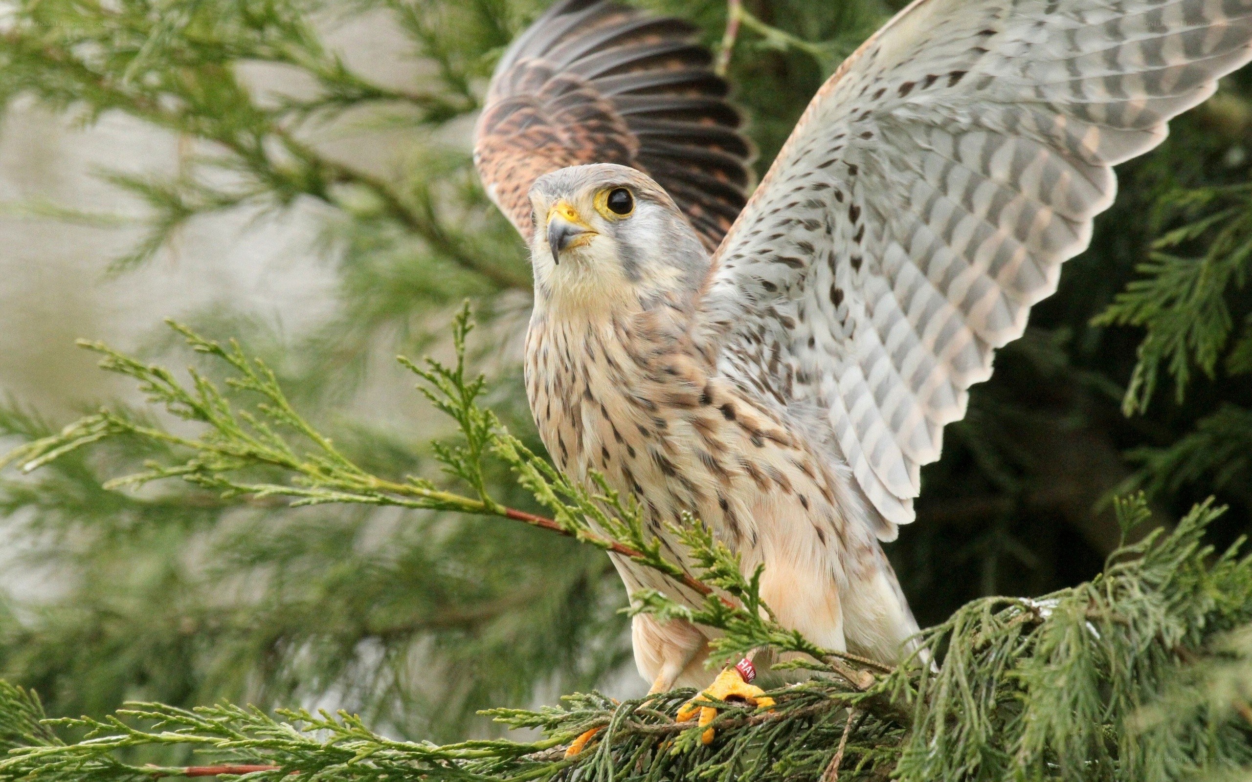 falcon perched on a branch