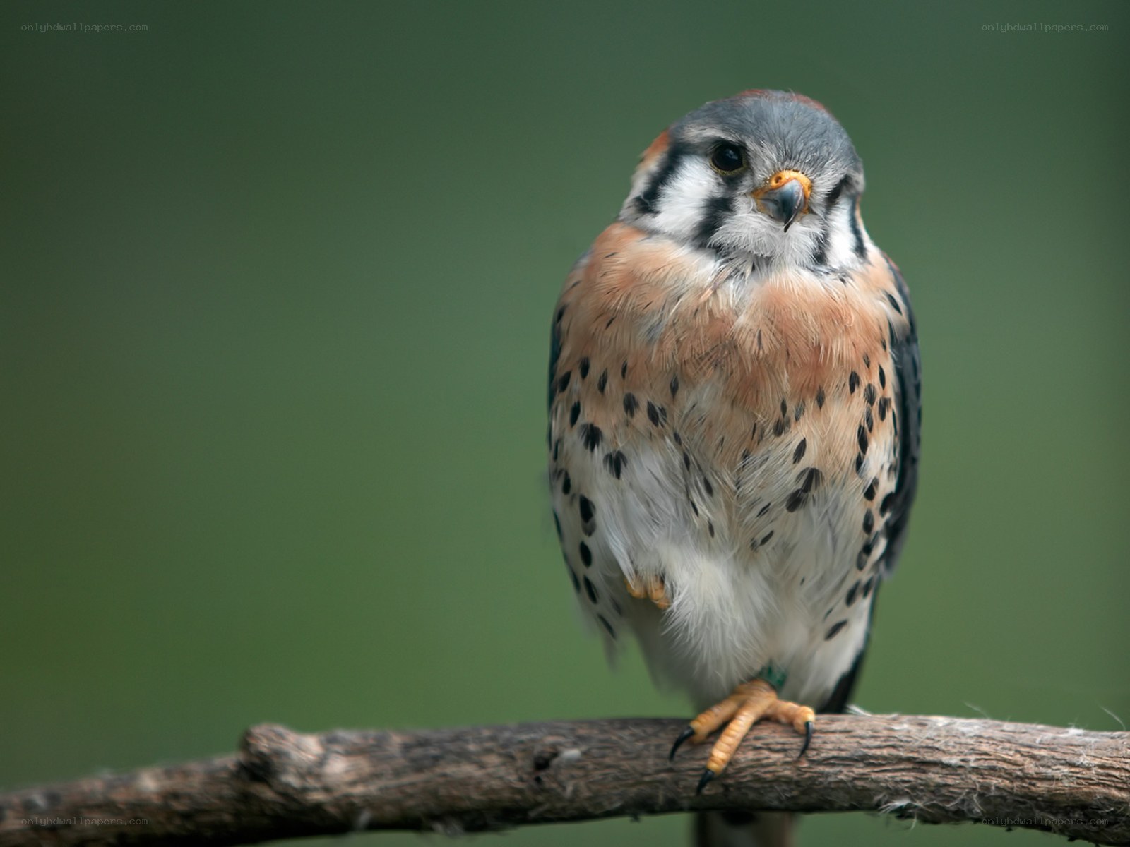 falcon perched on a branch
