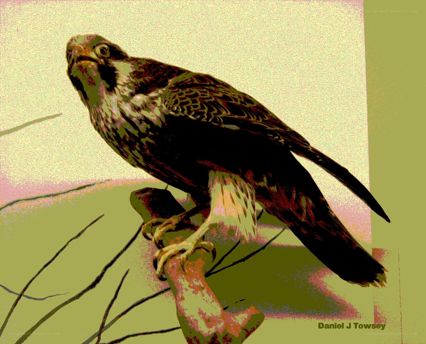 Falcon perched on a branch