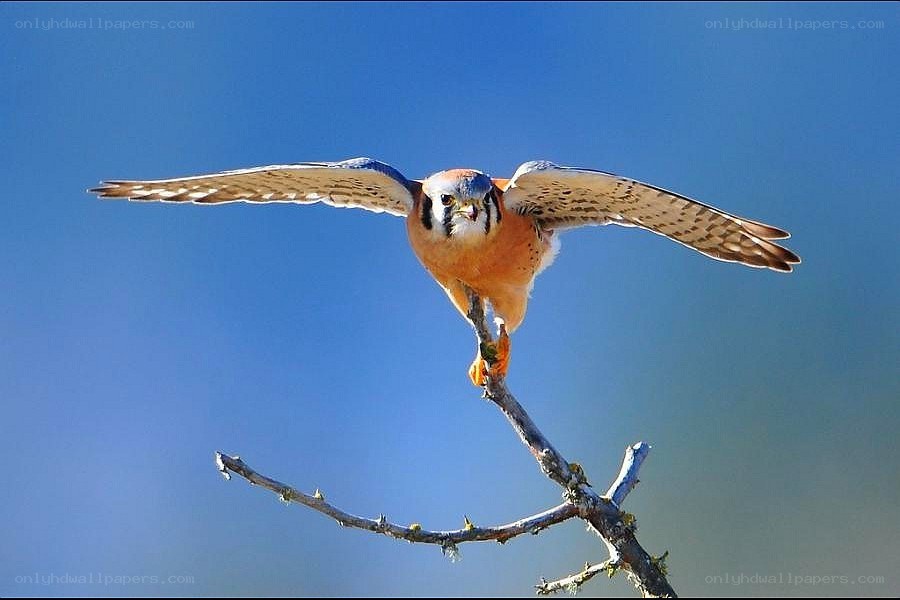 falcon perched on a branch