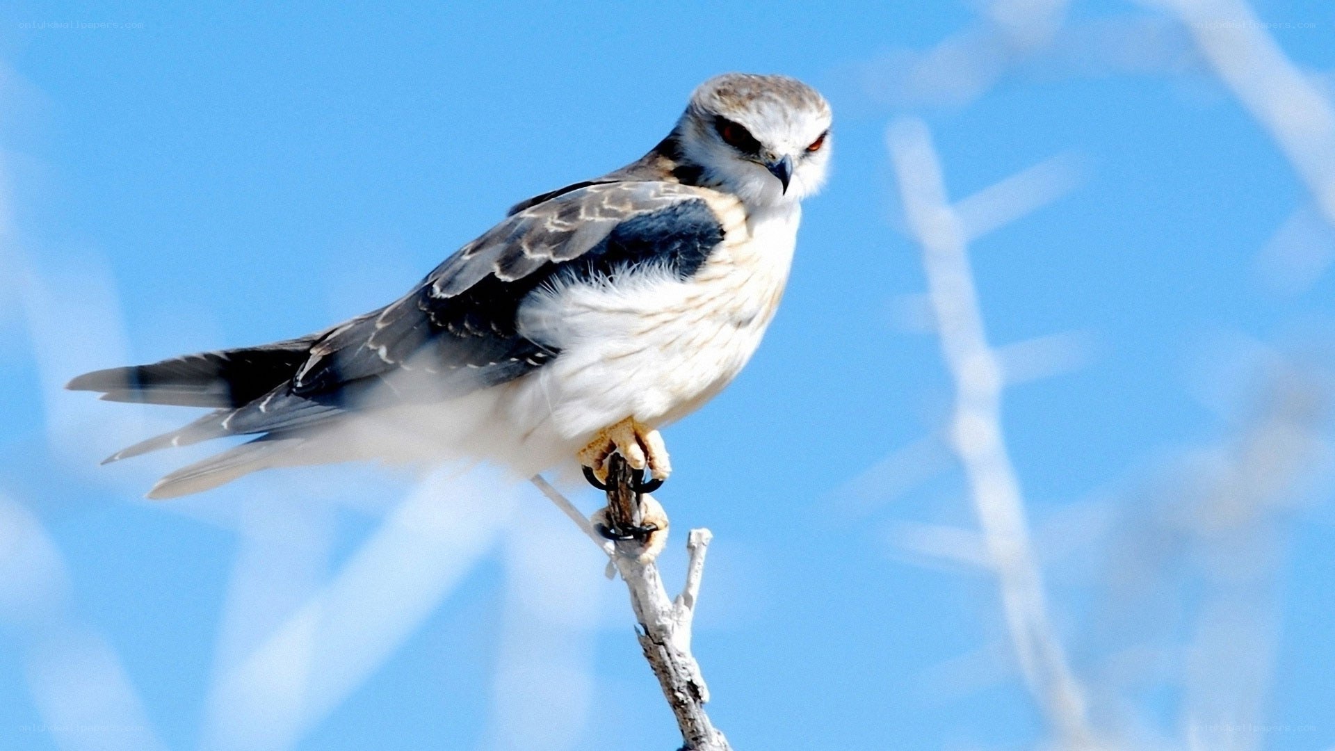 falcon perched on a branch