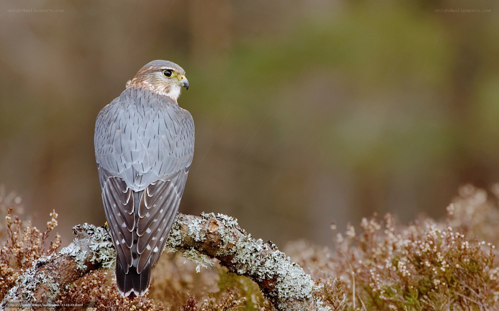 falcon perched on a branch