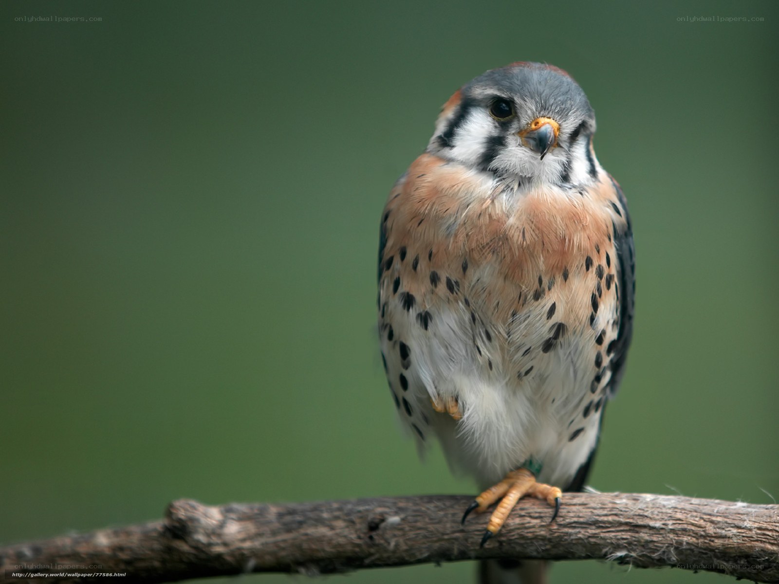 falcon perched on a branch