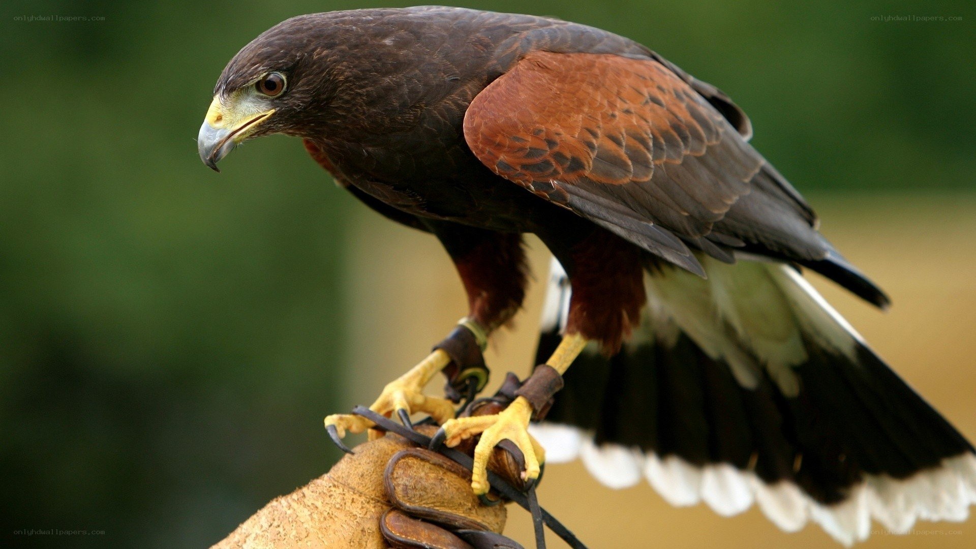 Falcon perched on a glove
