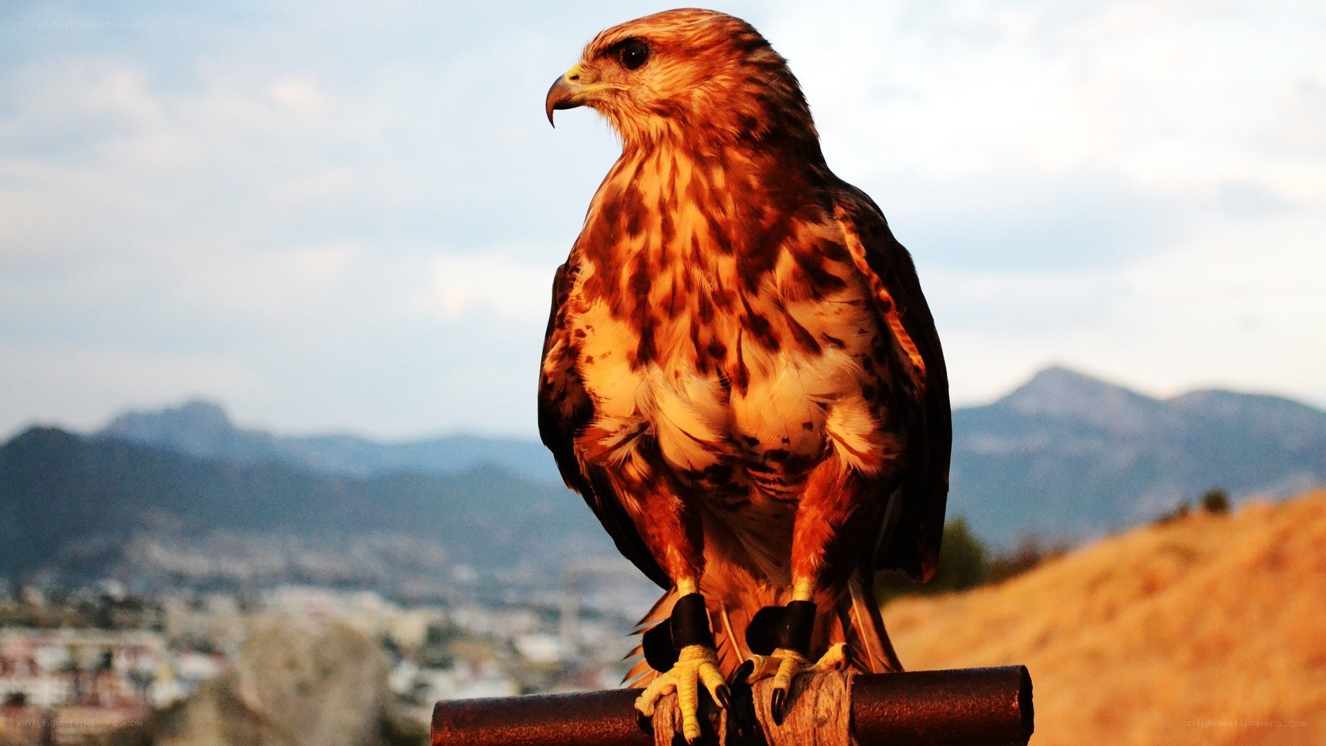 Falcon perched on a pole