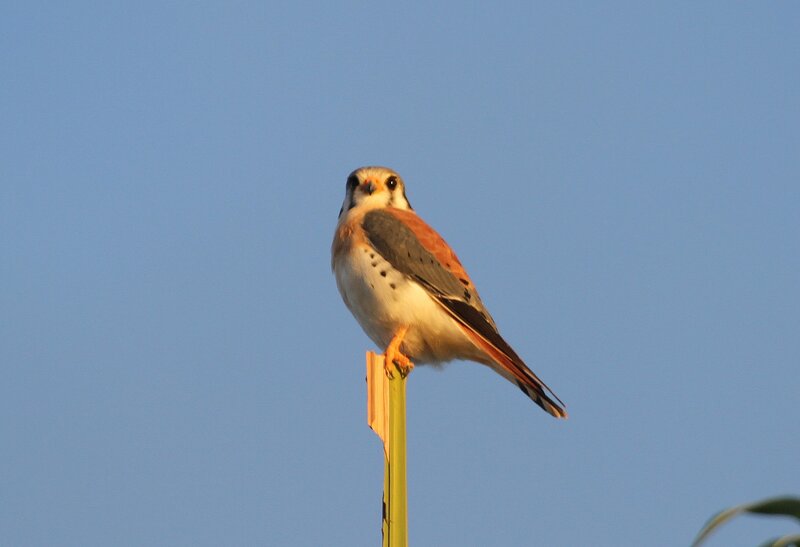 falcon perched on a pole