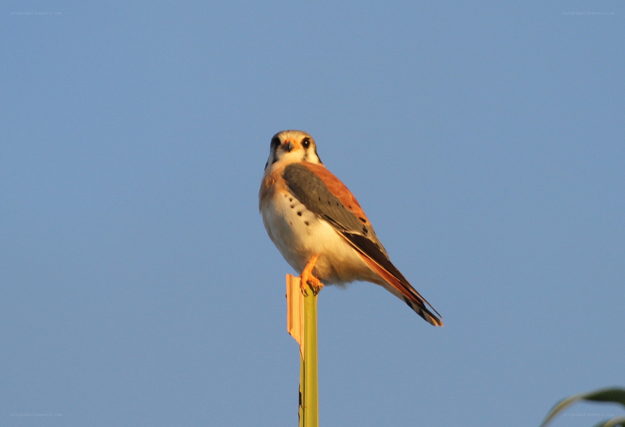 falcon perched on a pole