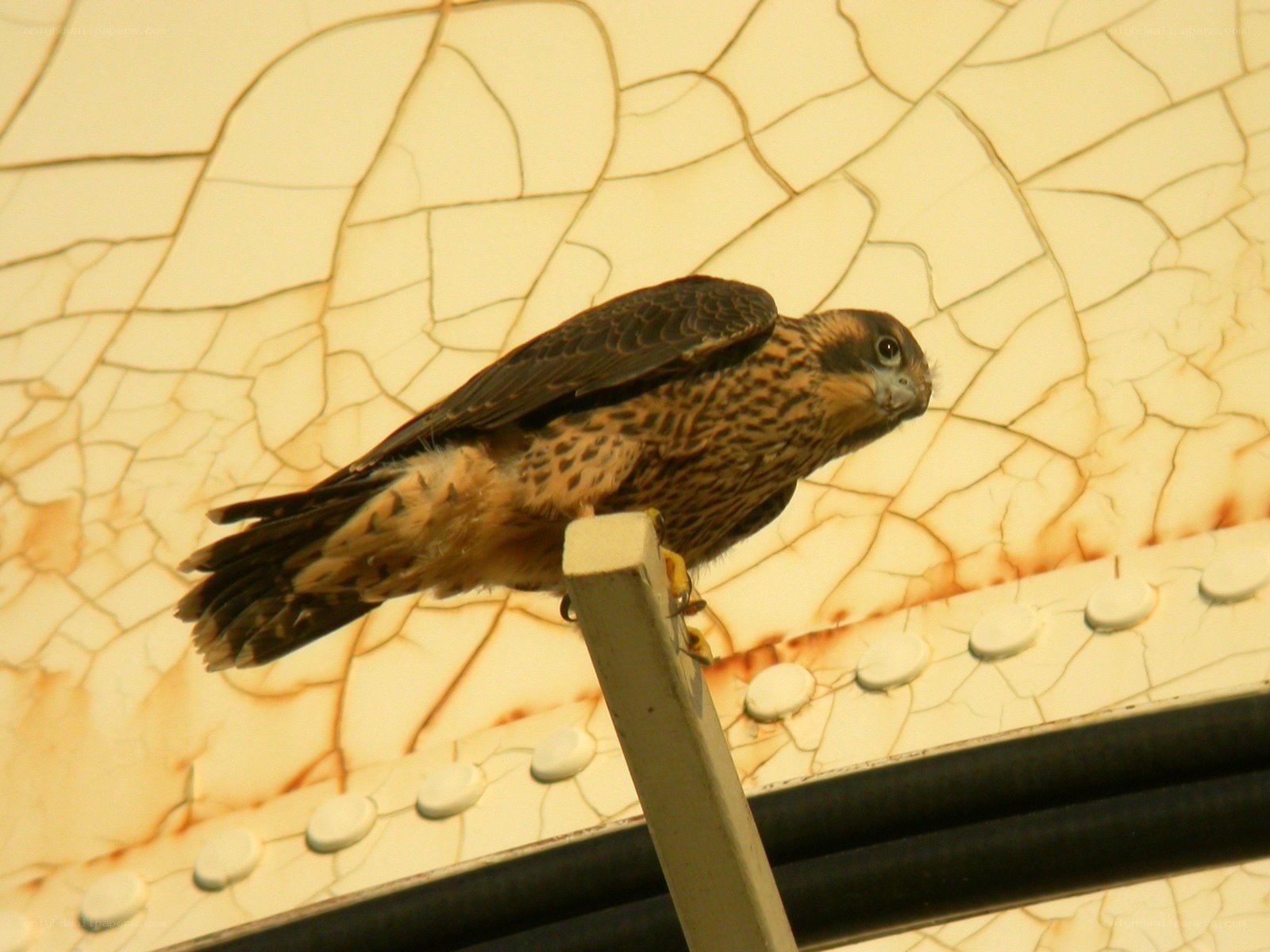falcon perched on a pole