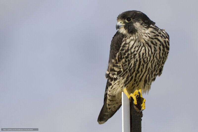 falcon perched on a post