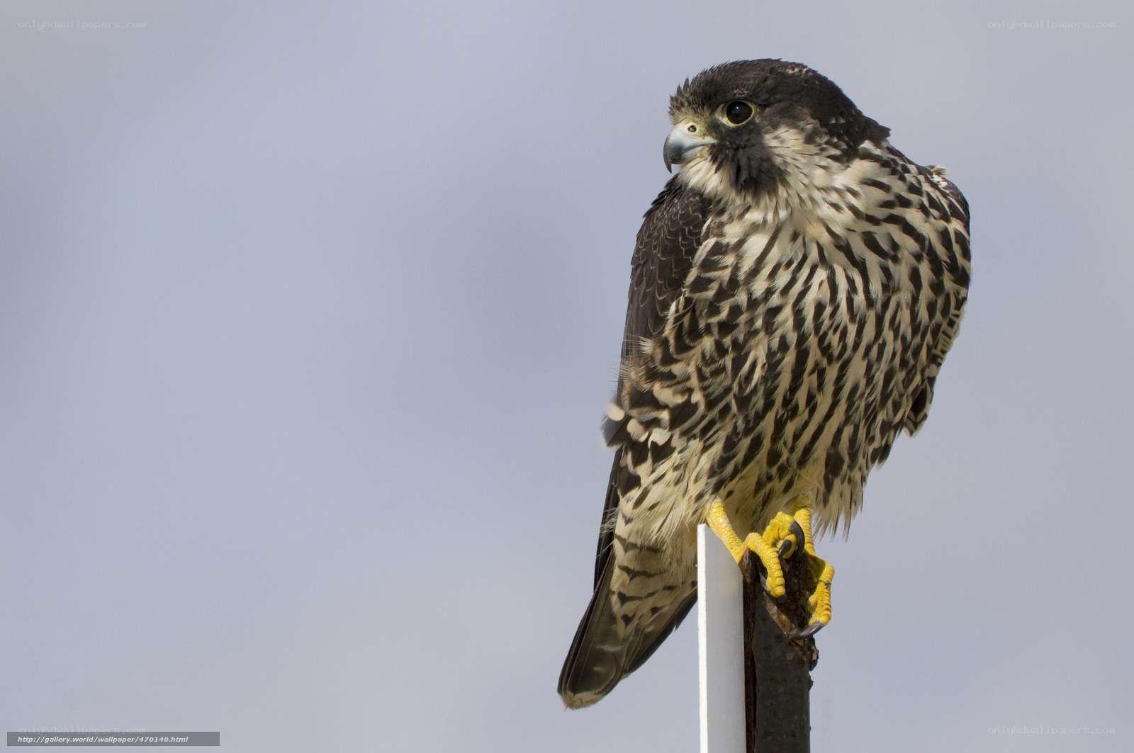 falcon perched on a post