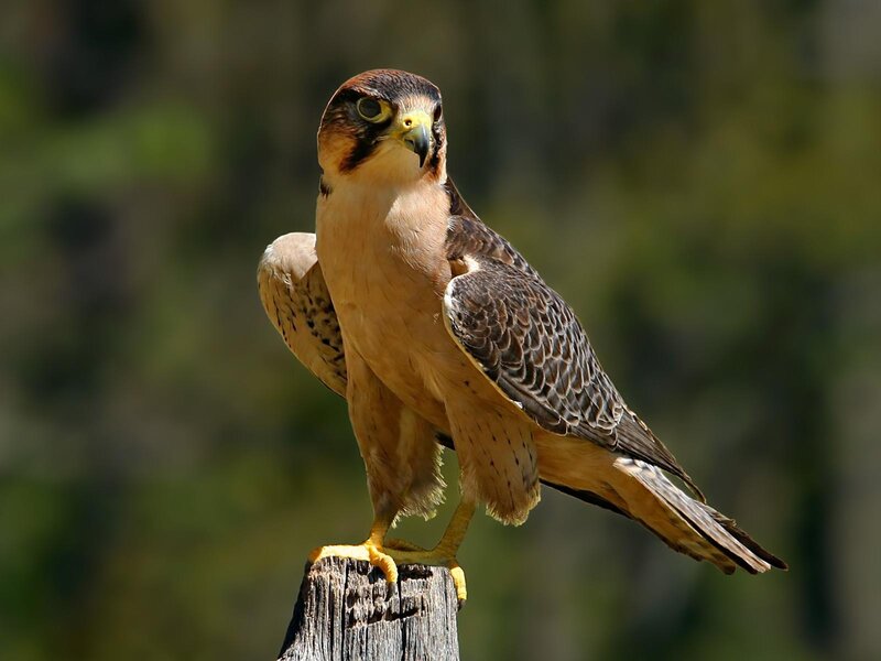 falcon perched on a post
